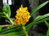 Ascocentrum miniatum Kai Gold