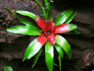 Bromelie Neoregelia meyendorfii