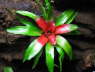 Bromelie Neoregelia meyendorfii