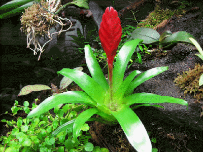 Bromelie Guzmania vriesea