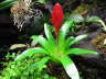Bromelie Guzmania vriesea