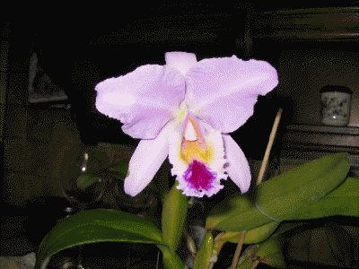 Cattleya Labiata