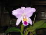 Cattleya Labiata