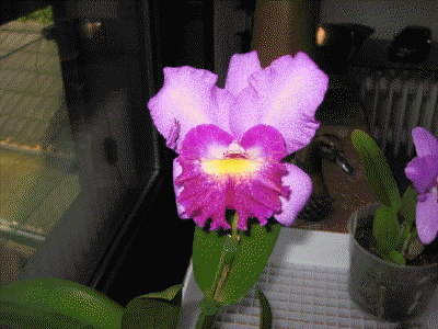 Cattleya 