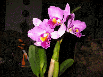 Cattleya (�hnlich wie) 