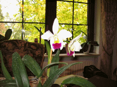 Cattleya 