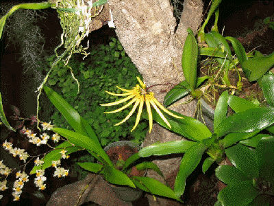 Cirrhopetalum makoyanum