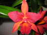 Cattleya - SLC Jewel Box 