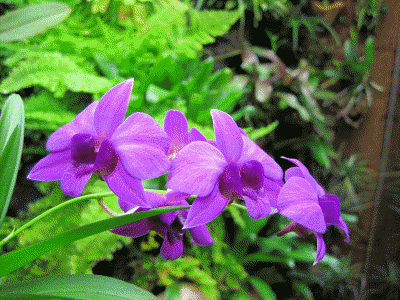 Dendrobium-Bigibbum-Mini