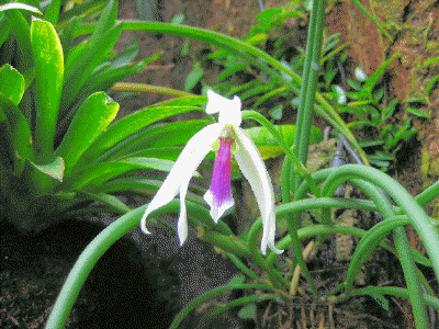 Leptotes bicolor