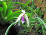 Leptotes bicolor