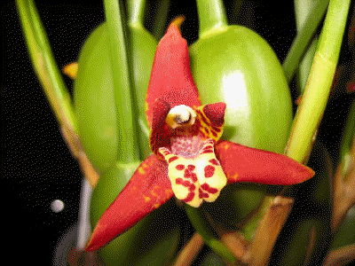 Maxillaria tenuifolia
