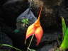 Masdevallia coccinea Hetki