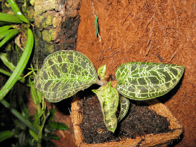 Macodes petola - Juwelorchidee