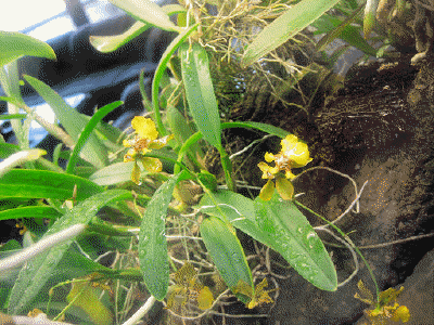 Oncidium longipes