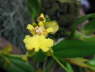 Oncidium logipes