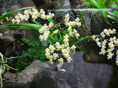 Oncidium Twinkle Fragance