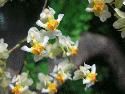 Oncidium Twinkle Fragance