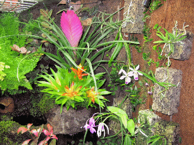 Orchideen + Bromelien