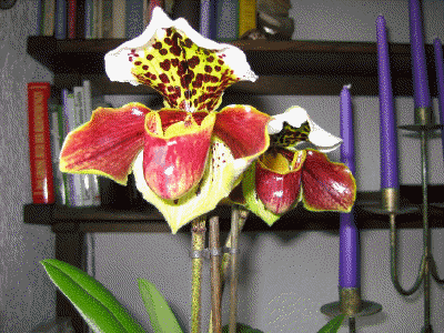 Paphiopedilum Hybride