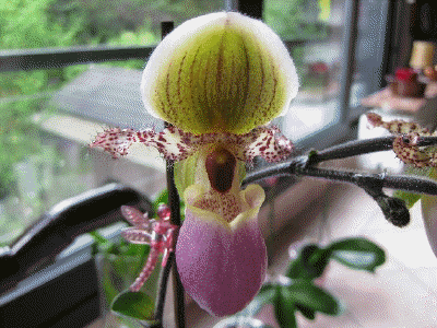 Paphiopedilum Pinocchio