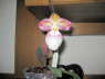 Paphiopedilum micranthum