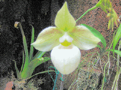 Paphiopedilum micranthum x jackii