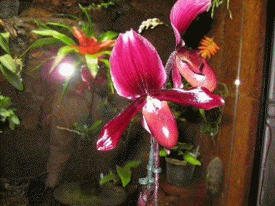 Paphiopedilum Black Jack