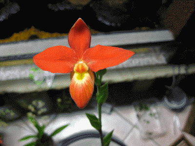 Phragmipedium besseae