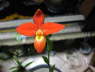 Phragmipedium besseae