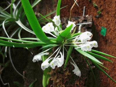 Podangis-dactyloceras