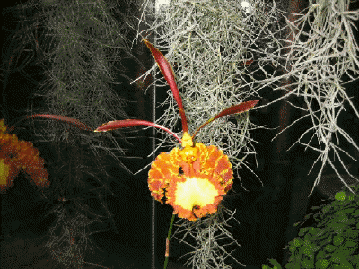 Psychopsis Mariposa