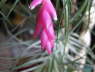 Tillandsia tenuifolia