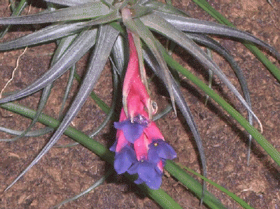 Tillandsia stricta