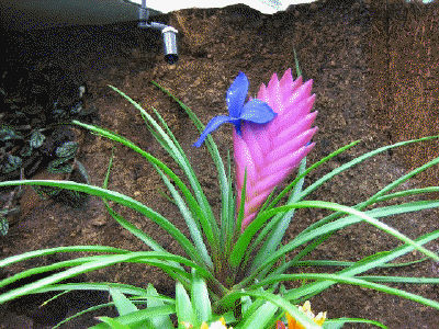 Tillandsia Cyanea