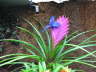 Tillandsia Cyanea