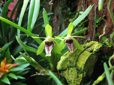 Vanda cristada