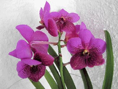 Vanda