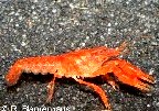 Orangener Zwergflusskrebs CPO © Fotograf: R. Blankenhaus Orangener Zwergflusskrebs CPO © Fotograf: R. Blankenhaus